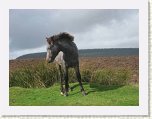 0477-Dartmoor Moors * 800 x 600 * (77KB)